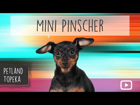 Miniature Pinscher Fun