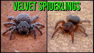 Unboxing the SMALLEST Velvet Spiders You’ve Ever Seen!