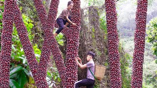 Harvesting Dragon Pearl Seeds In the deep forest with his disabled brother Goes to the market sell