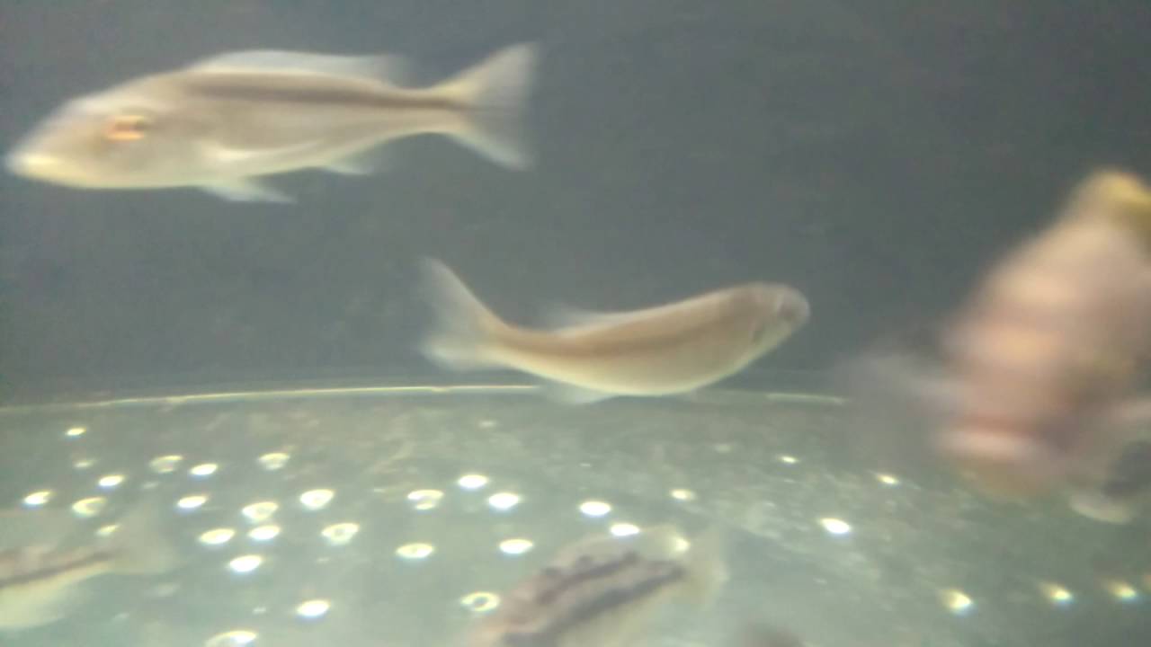 camera iphone 8 plus apk EARL Neotropic- Champsochromis caeruleus "Likoma" wild caught
