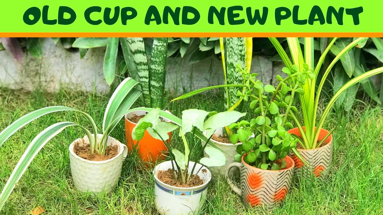 How To Make Kitchen Garden Using Old Cups Cheap Cost DIY Ideas Guide 