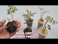 How to grow rose from cuttings, best result of rose cutting, rose cutting 100% result, grow rose.