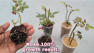 How to grow rose from cuttings, best result of rose cutting, rose cutting 100% result, grow rose.