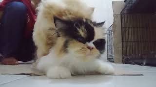 cara mengawinkan kucing & ciri-ciri kucing berhasil kawin