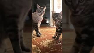 🐱Cat challenge 😂💕💕💗❤️ #catchallenge #cutekitty #lovecat #catvideos #kitty #cutecat #catmom #catlife by Cutest Kitty 2 views 1 year ago 1 minute, 3 seconds