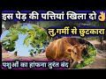 इस पेड़ की पत्तियां खिला दो👍🏻लु,गर्मी से छुटकारा,पशु का हांफना तुरंत बंद Heat Stroke 