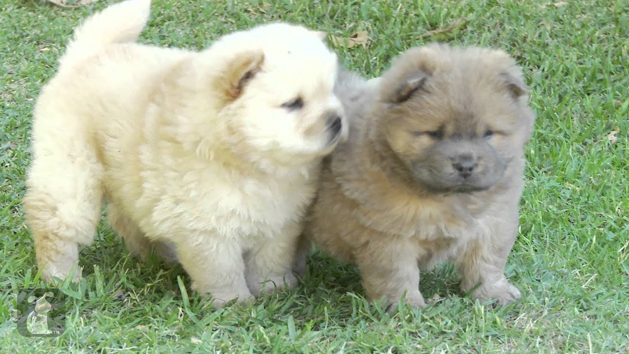 chow chow playing