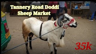 Tannery Road Doddi sheep market day before eid