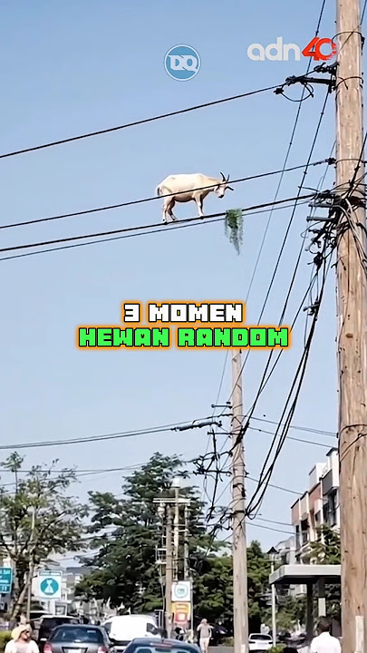 Ini adalah 3 momen hewan random paling lucu