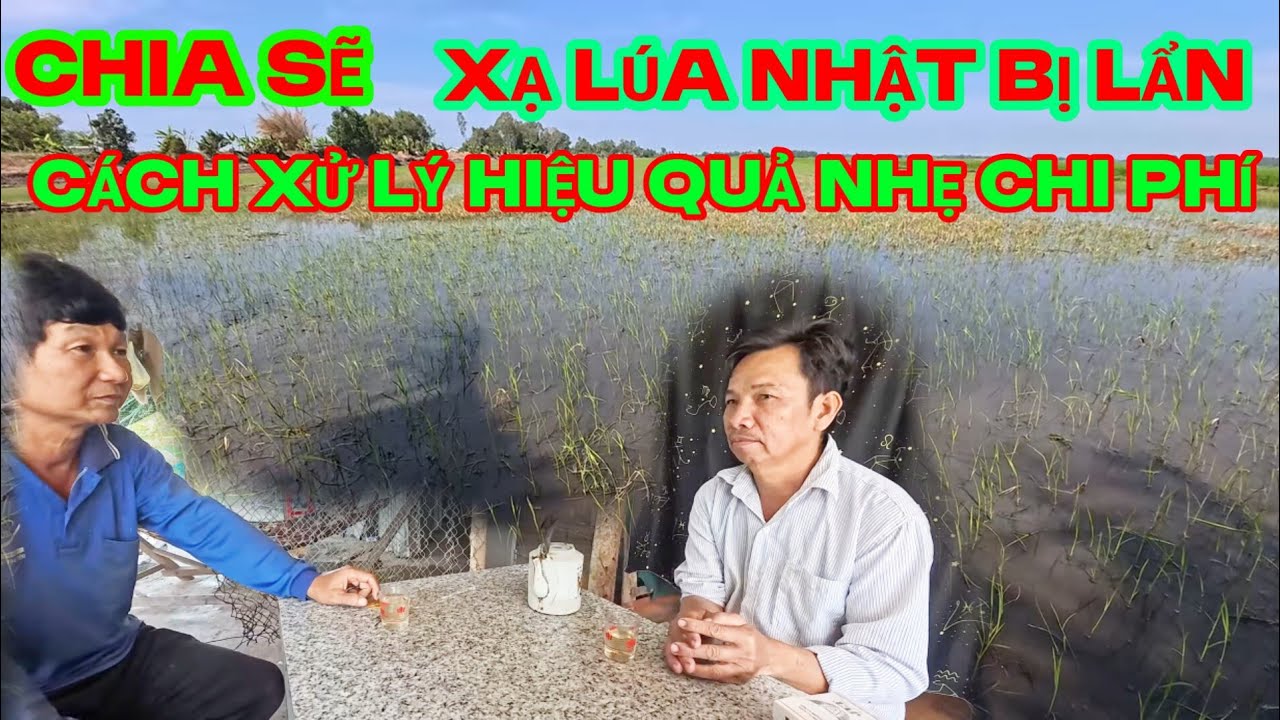 Chia sẽ, cách xử lý lúa lẩn từ làm lúa ngan sang trồng lúa nhật bị lẩn đầy sáng tạo và rất  hiệu quả