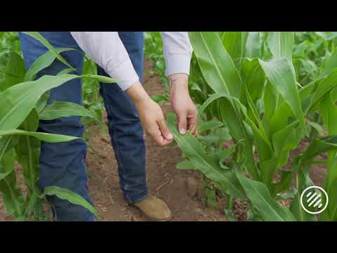 Video: Control del barrenador del maíz: información sobre el tratamiento y la prevención del barrenador del maíz