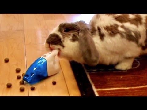 My bunny vacuums his poop (OCD rabbit!)