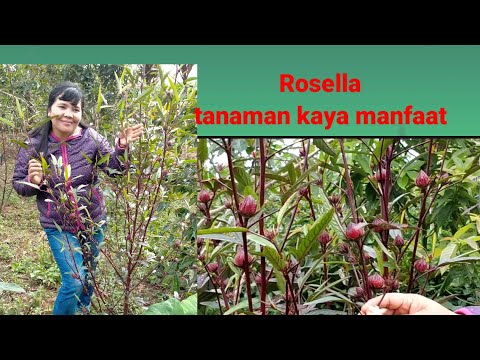 Video: Apakah taman rosella nj tempat yang bagus untuk tinggal?