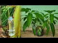 New method of strengthening the air layer with onion juice on mango tree