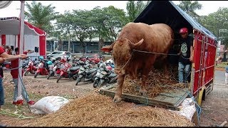 Proses Menurunkan Sapi Terbesar Di Indonesia Dari Truk Kontes Sapi Karawang 2019 Sapi Bima Sakti