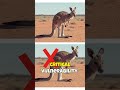 How to Fight a Kangaroo: The Movement Hack