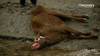 The Unexplained Files - Cattle Mutilation