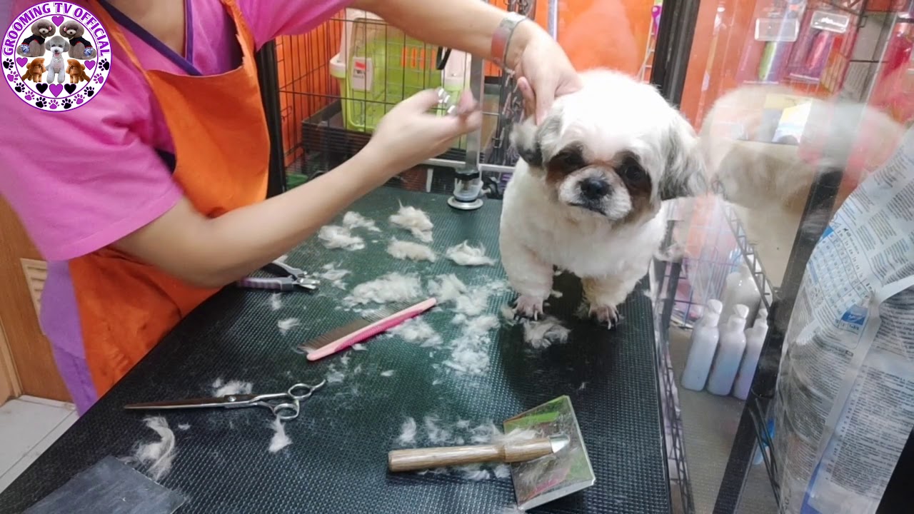 Shih-Tzu Puppy Cut Poodle Feet | Grooming Tv Official