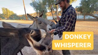 Camping with wild donkeys by the Colorado river by Randall’s modern life 858 views 4 months ago 13 minutes, 43 seconds