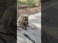 #monkey #cute #animals #youtubeshorts #trending #viral #ekmotahathighumechala