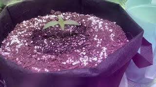 Gorilla Dosha from Inhouse Genetics [Seed to Harvest Ep. 2]