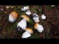 Очередная корзина белых. Сезон белых грибов наступил! Полный релакс на грибалке в Калужской области!