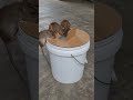 Best mouse trap idea using a plastic bucket #mousetrap #rat #diy