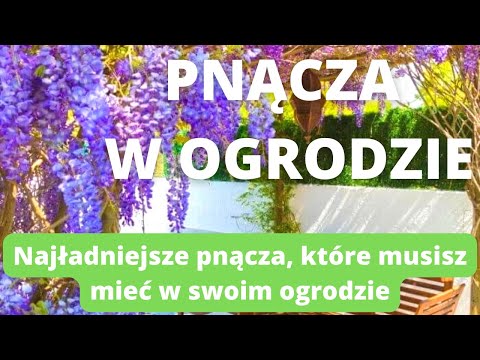 Wideo: Jakie są rośliny pnącze?