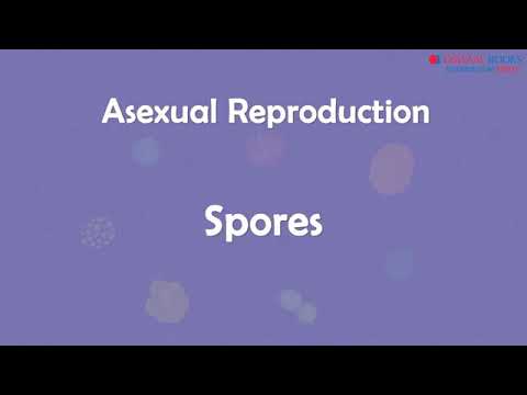 Asexual Reproduction (Spore Formation)