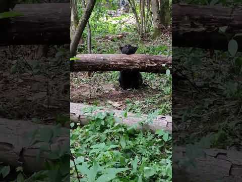 Ягуар Багира🖤🖤🖤 #ягуар #забавныеживотные #funnyanimals #shorts #jaguar #wildanimals #сафарипарк