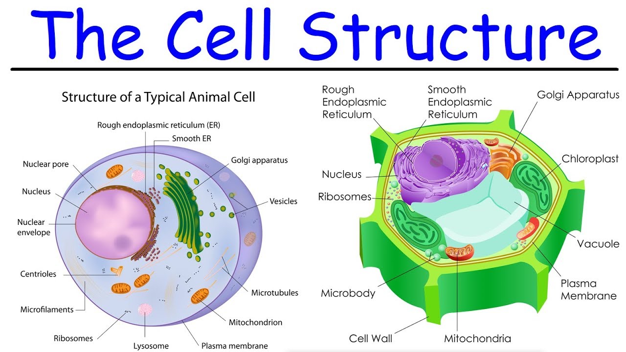 ⁣Biology - Intro to Cell Structure - Quick Review!