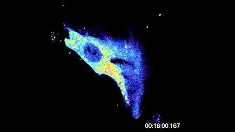 DA-Raf-Mediated Suppression of the Ras—ERK Pathway Is Essential for TGF-β1-Induced Epithelial...