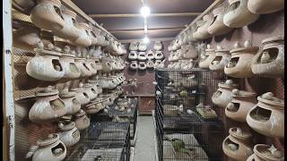 Inside 500+ Pairs Finch Farm | Full & Half Orange Exhibition Zebra Finches Complete Breeding Setup