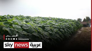 الأردن.. نجاح زراعة أول حقل من أشجار الباولونيا الصينية | #مراسلو_سكاي