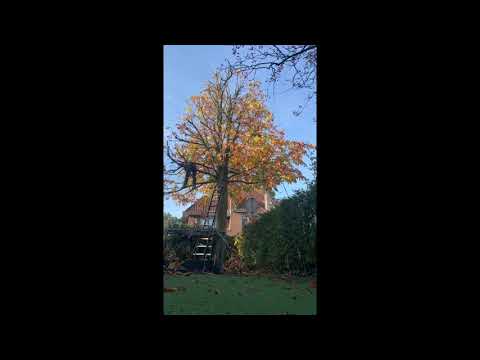Video: Doodt kunstgras bomen?