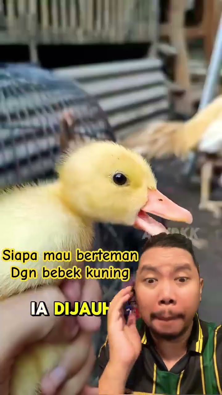 AKU MAU BERTEMAN DENGANMU BEBEK KUNING!!!!?#shortsfeed #shorts