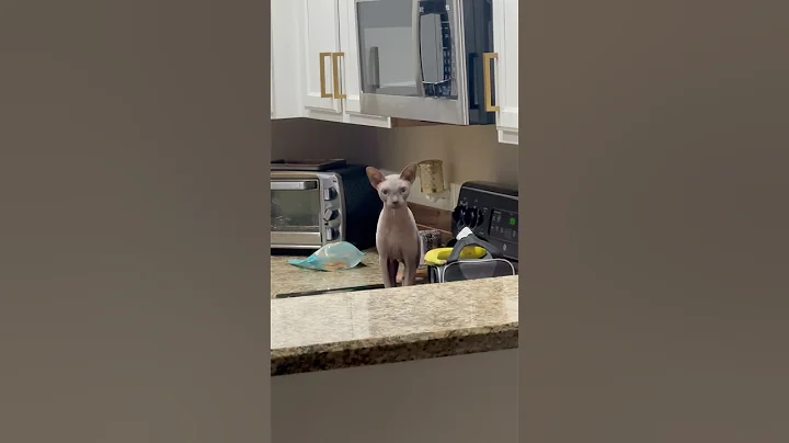 Video 9368611: cat pets sphynx dog, sphynx hairless cat, sphynx cat steals, sphynx pets love, sphynx cat happy, cats catch