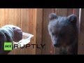 Семья из Ухты спасла оголодавшего медвежонка