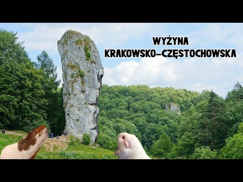 Wideo: Stalagmit i stalaktyt: sposoby powstawania, podobieństwa i różnice