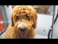 4 MONTH OLD DOODLE Groom