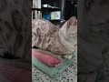 My Bengal cat's favourite cushion- stack of clean towels 😻😼😺