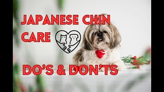 Caring Do's and Don'ts of Japanese Chin Dogs: A Comprehensive Guide