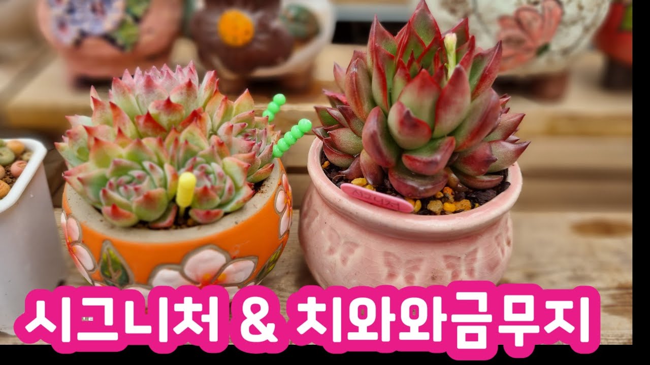 금손다육에서 온 치와와금무지 & 시그니처 분갈이해요 💕 요즘 소픔 다육이 참 예요💕