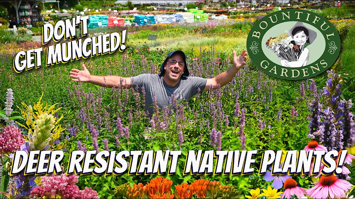 Our Top 10 Most Popular Deer Resistant Native Plants You NEED Plant In Your Garden!!