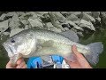 RAPALA JOINTED SHAD RAP JSR5