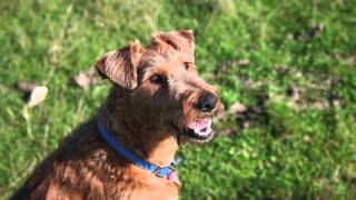 We Love Irish Terriers Tribute Film January 2016