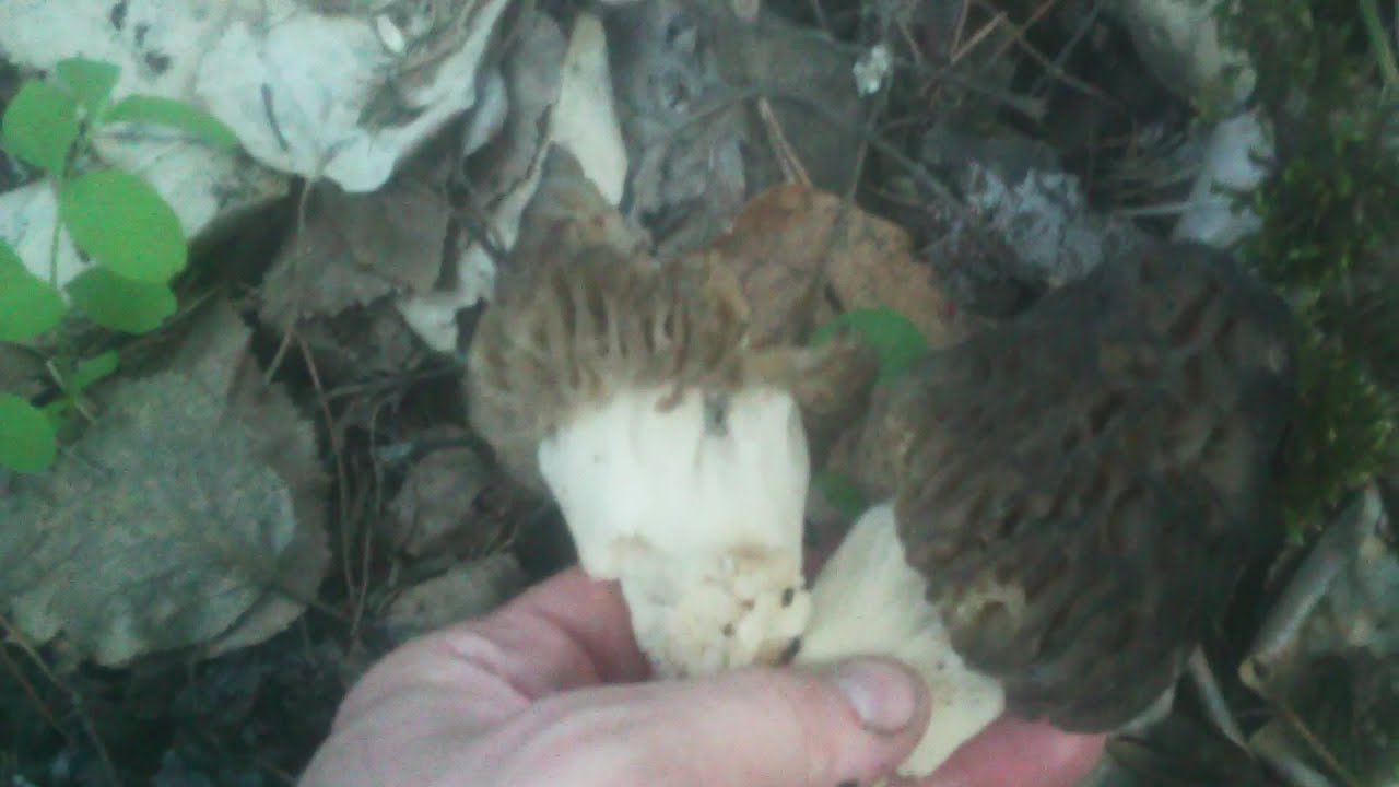 Morel Hunting North Idaho Found 57 Nice sized morels YouTube