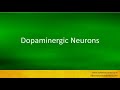Pronunciation Of The Word S Dopaminergic Neurons Pronunciation Of The Word S Dopaminergic Neurons