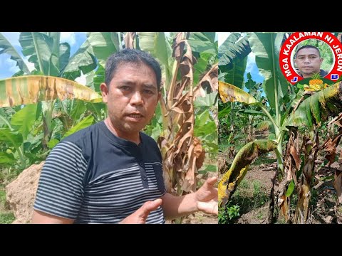 Video: Fusarium Wilt Control Sa Saging - Ano Ang Mga Sintomas ng Banana Fusarium Wilt