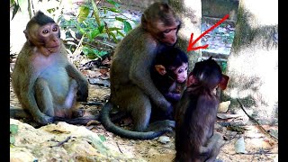 Alright! Adorable baby monkey Brinda will block not to play, when mom Brinn looking around